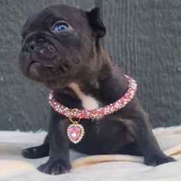 Yellow Collar - Brindle and white female French Bulldog puppy in Puyallup, Washington from Ohana Bulldogs PNW