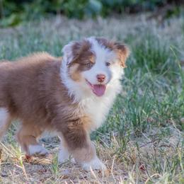 Australian Shepherd Puppies from Dream E River Ranch