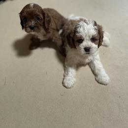 Cavalier King Charles Spaniel and Cavapoo Puppies from Larisa's Cavaliers