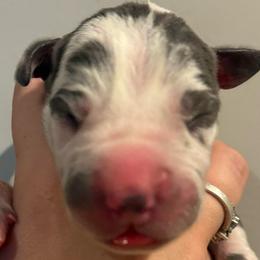 Camilla - Harlequin female Great Dane puppy in Hutchinson, Kansas from Dappled Danes
