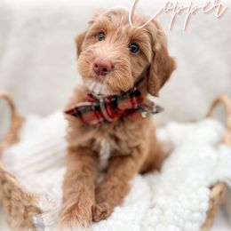 Copper - Apricot male Goldendoodle puppy in California City, California from Summer Sun Doodles