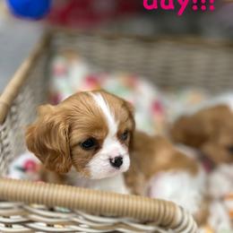 Cavalier King Charles Spaniel Puppies from Hill country cavaliers