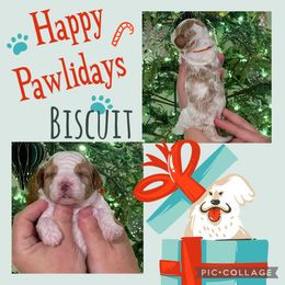 Biscuit - Blenheim male Cavapoo puppy in Chattanooga, Tennessee from Scenic City Doodles