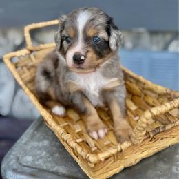 Light blue - Blue merle male Miniature Australian Shepherd puppy in 32046, Florida from River Hill Ranch