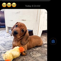 Dachshund Puppies from Pine & Pasture Dachshunds