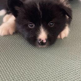 Garth - male Nenets Herding Laika puppy in Rockwell, Texas from Laika spirit nenets