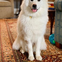 Samoyed All Grown Up from Stirling Silver Samoyeds