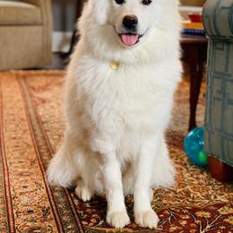 Samoyed All Grown Up from Stirling Silver Samoyeds