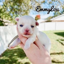 EmmyLou - White female Maltese puppy in Morehead, Kentucky from Paw Perfect Pets
