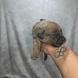 Girl 2 - Black female Cane Corso puppy in Forney, Texas from Dallas Lonestar Bullies