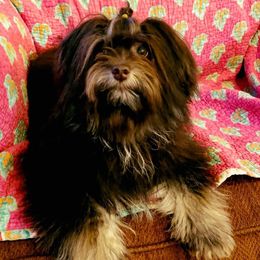 Ailill - Havanese