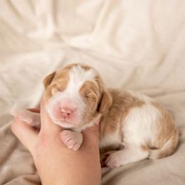 Jackfruit - male Golden Mountain Doodle puppy in New River, Arizona from Sonoran Standard Doodles