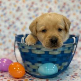 Faramir - Yellow male Labrador Retriever puppy in Isle, Minnesota from Dog Ear Outfitters