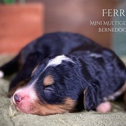 Ferris - Bernedoodle puppy from Starlight Bernedoodles