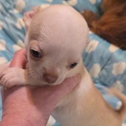 River - Fawn and white male Chihuahua puppy in Kyle, Texas from joy of chihuahuas tx