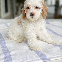 Goldendoodle Puppies from Glittering Grace Goldendoodles