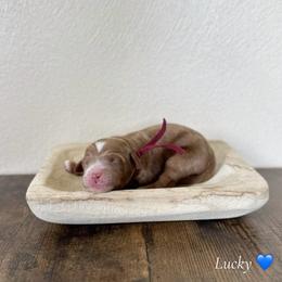 Lucky - Red  male Goldendoodle puppy in Crothersville, Indiana from Wischmeier’s Doodles