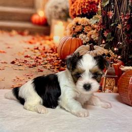 Ella 5200 - Black tan and white female Biewer Terrier puppy in Nicholls, Georgia from Southeast Biewers