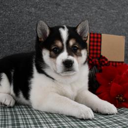 Wildflower - Black and tan female Shiba Inu puppy in Arcola, Illinois from Highline Puppies