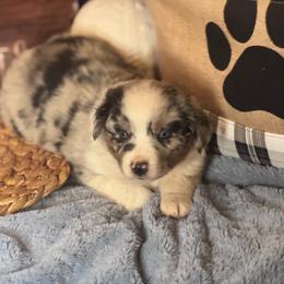 Marlin - Blue merle male Miniature Australian Shepherd puppy in California from Eagle River Aussies