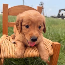 AKC green collar girl - Dark golden female Golden Retriever puppy in Joshua, Texas from 3 Gun Retrievers