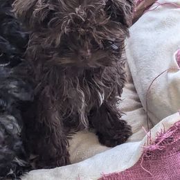 Sienna - Brown Russian Tsvetnaya Bolonka puppy in Oklahoma City, Oklahoma from Pink Lotus Kennels
