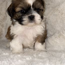 Shih Tzu Puppies from Our ShihTzu Family
