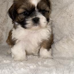 Shih Tzu Puppies from Our ShihTzu Family