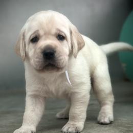Ox - Yellow male Labrador Retriever puppy in Parkfield, California from Varian Kennels