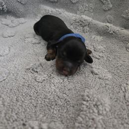 Blue - Black and tan male Dachshund puppy in Mulberry, Florida from J's Mini Dachshunds
