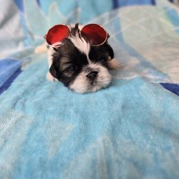 Lovey - Brown and white female Shichon puppy in Ronda, North Carolina from Willow River