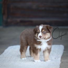 Strawberry Swirl Cheesecake - Red tri female Miniature Australian Shepherd puppy in Prague, Oklahoma from Clay Creek Aussies