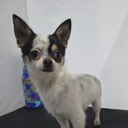 Biggie Smalls - Chihuahua