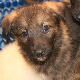 Shiloh Shepherd Puppies from Solace Shilohs