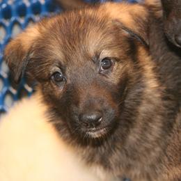 Shiloh Shepherd Puppies from Solace Shilohs