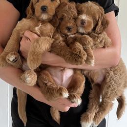 Goldendoodle Puppies from Peach and Honey Doodles