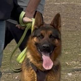 Naz - German Shepherd