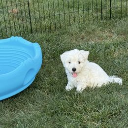 Forest - White male West Highland White Terrier puppy in Central Ohio from Winchester West Highlands