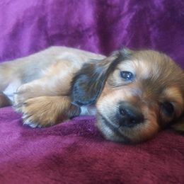 Dachshund Puppies from Cuddlehound Kennels