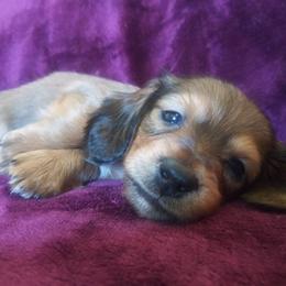 Dachshund Puppies from Cuddlehound Kennels