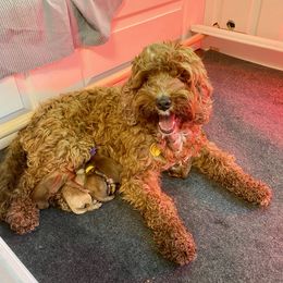 Australian Labradoodle Puppies from Kippy’s Farm Australian Labradoodles