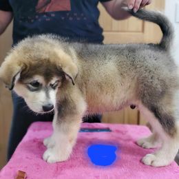 Alaskan Malamute Puppies from Coon Creek Alaskan Malamutes