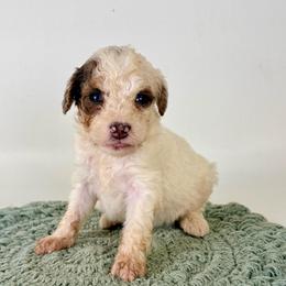 Lottie - Black and white female Bernedoodle puppy in Goldsboro, North Carolina from The Grantham House