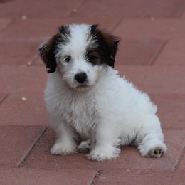 Enola Girl 4 - White and tan female Russell Terrier puppy in Middletown, Virginia from DBF Russell Terriers