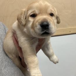Girl 3 - Yellow female Labrador Retriever puppy in Strafford, New Hampshire from Alley Rock Labradors, LLC