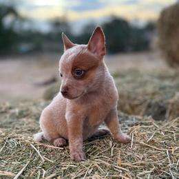 Chai - Red speckled female Australian Cattle Dog puppy in Tucson, Arizona from Soqui Ortiz Cattle Ranch