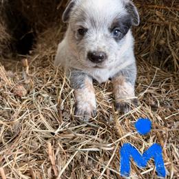 Boy 1 - Blue mottled male Australian Cattle Dog puppy in Apollo, Pennsylvania from Circle V Ranch Cattle Dogs