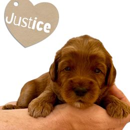 Justice - Red female Australian Labradoodle puppy in Upland, California from Kings Labradoodles