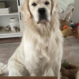 Golden Retrievers from Neitzke Ranch Goldens