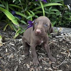German Shorthaired Pointer Puppies from Justin Anderson